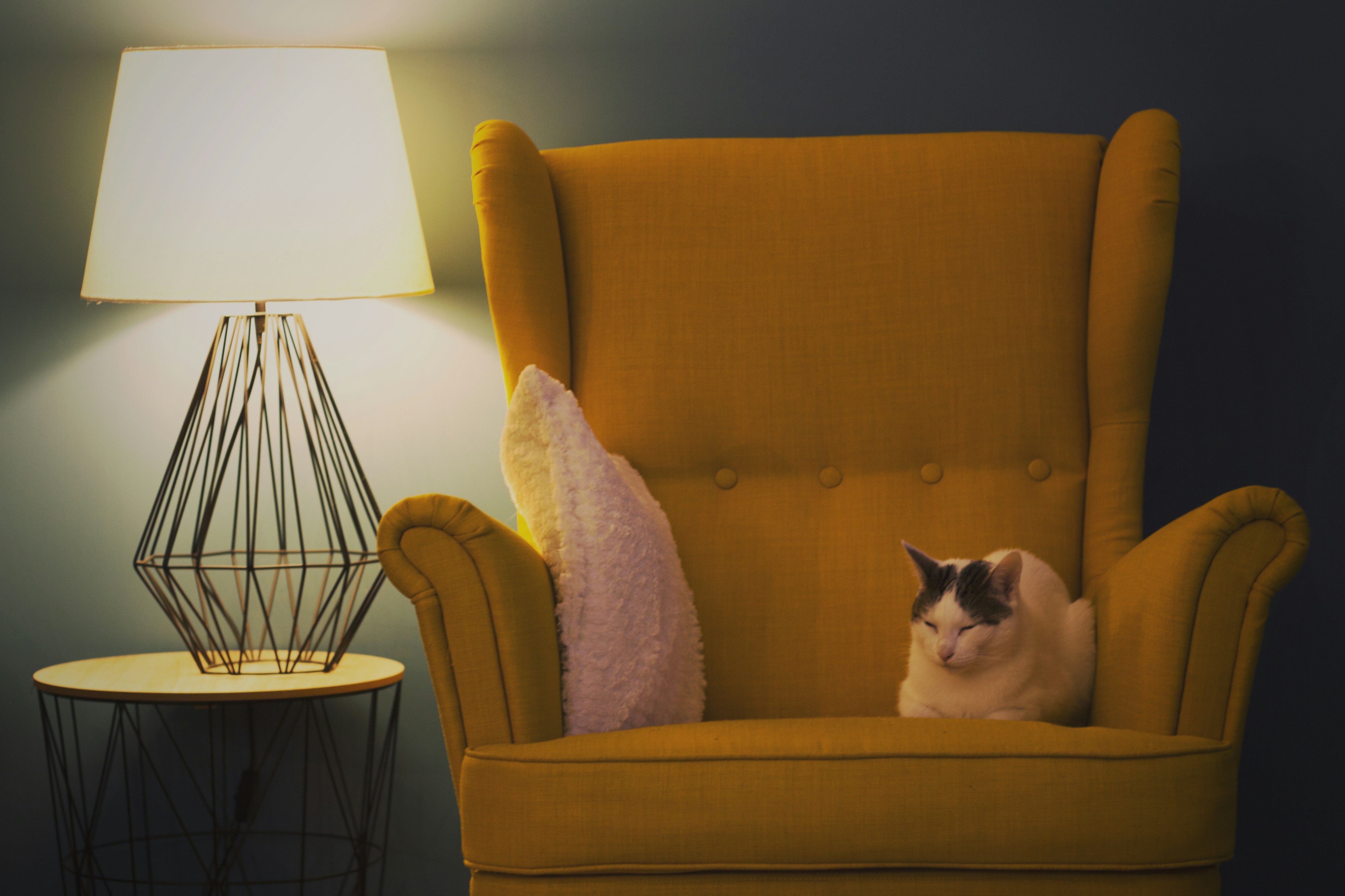 Cozy armchair with cat